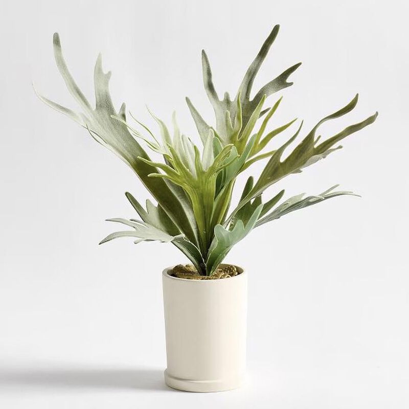 Pottery Barn Faux Potted Staghorn Medium Green image number 0
