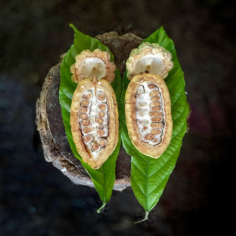 Foundry Chocolate Finca Frida Criollo Bar 70g ***Special Release*** image number 2