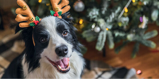 events-christmas-pet-grotto events-christmas-pet-grotto