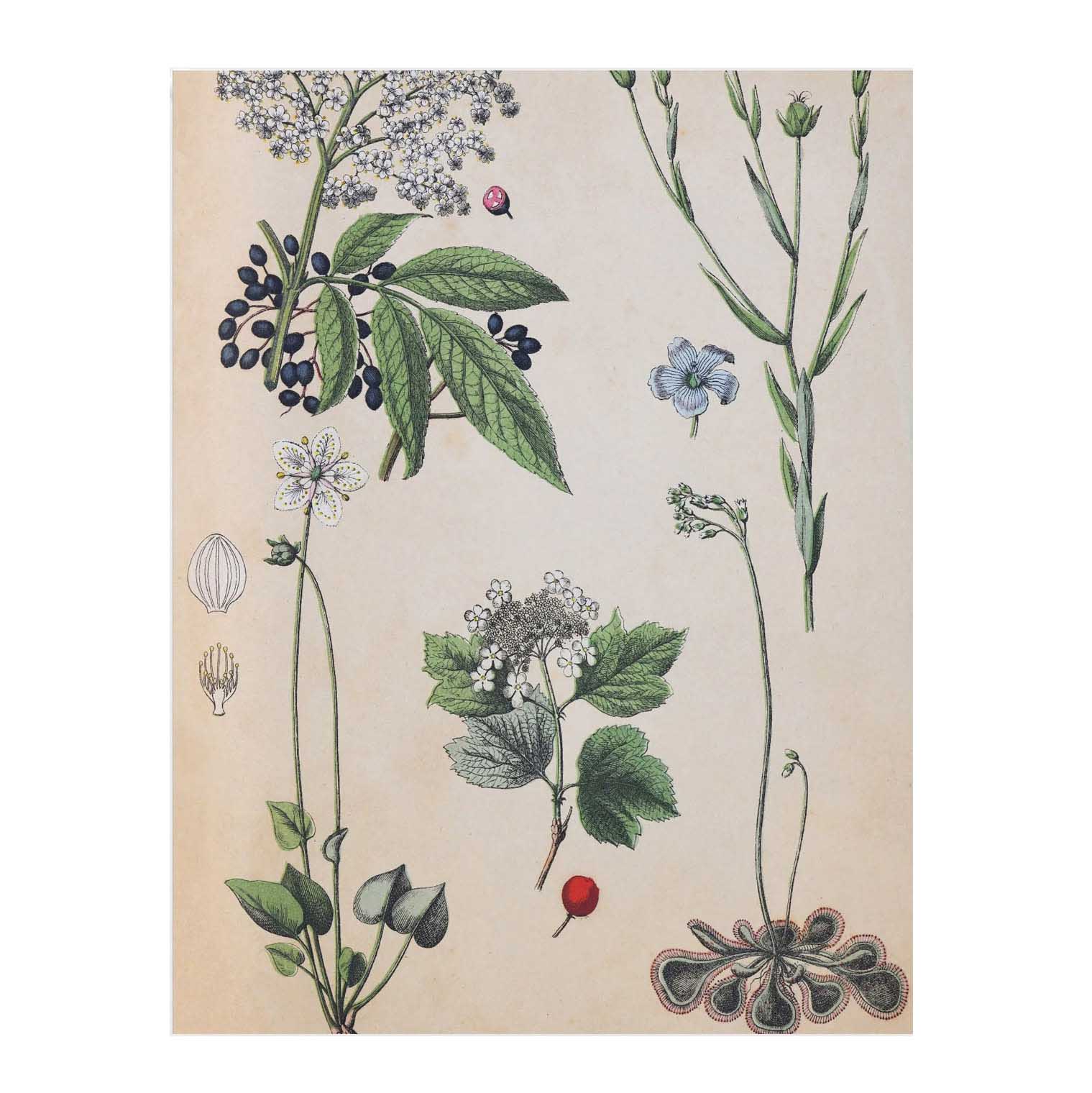 Lettuce Field Botany Tea Towel