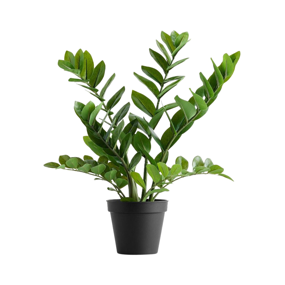 Pottery Barn Faux Potted ZZ Plant