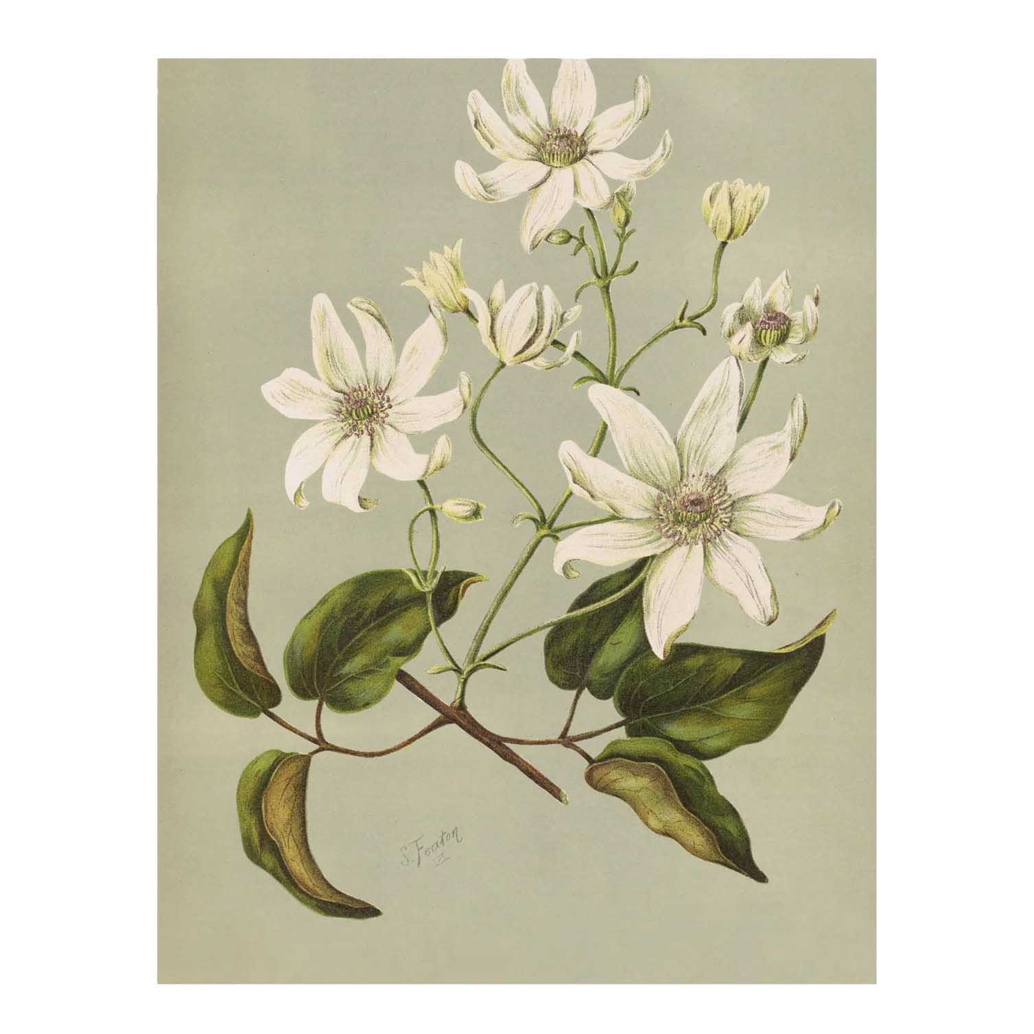 Lettuce Clematis Indivisa Tea Towel