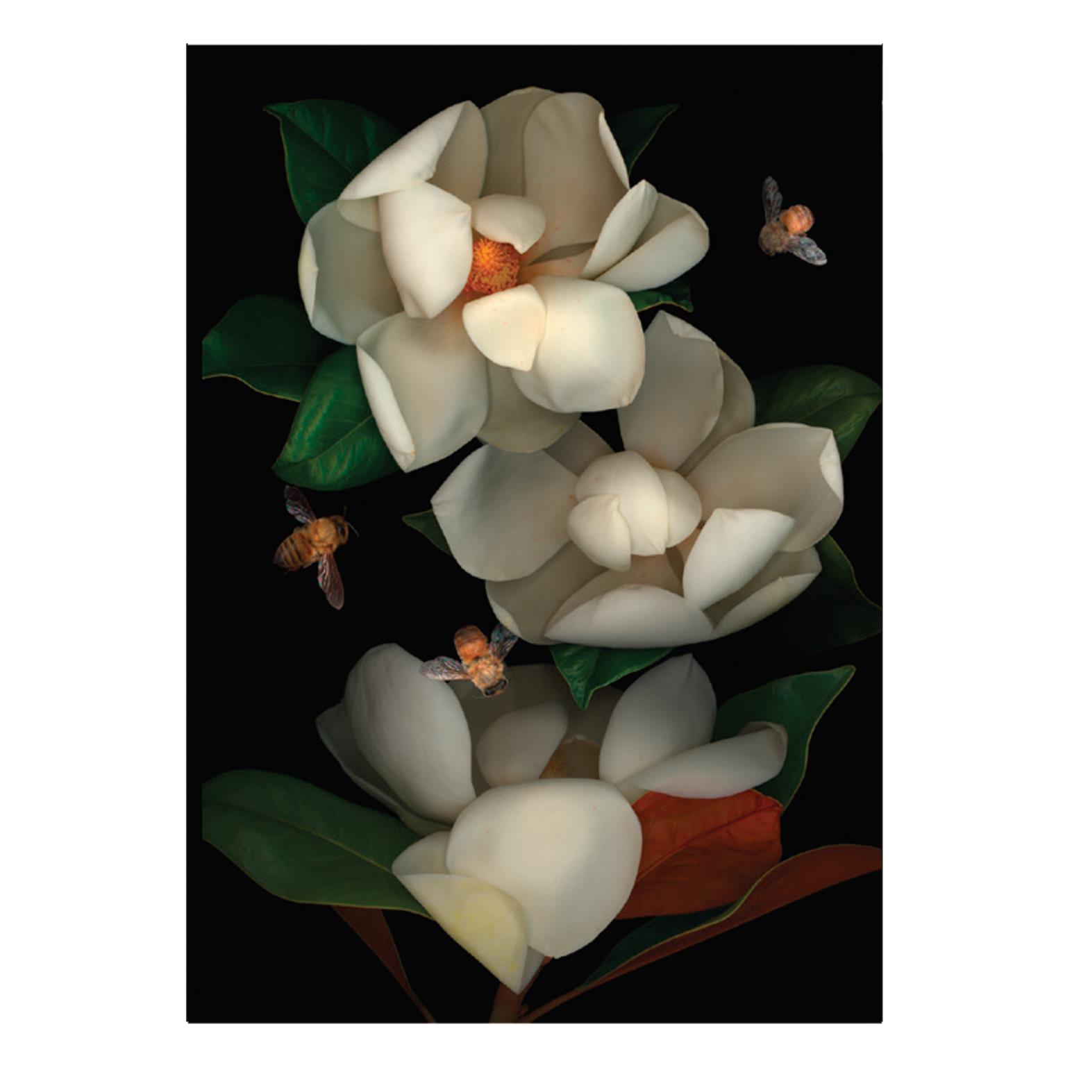 Poppy Card - Magnolia & Bees