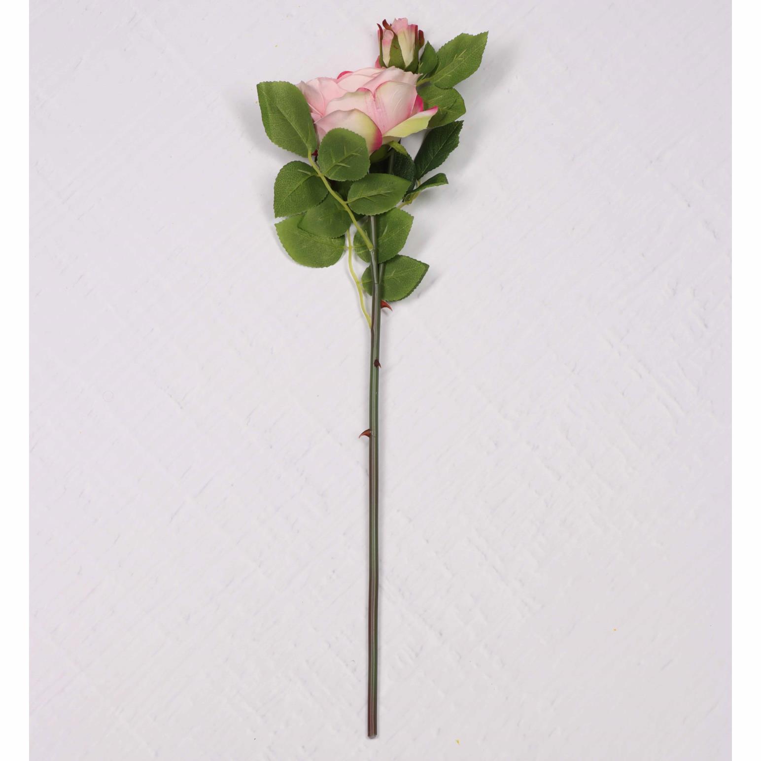 Heritage Rose With Bud Pink