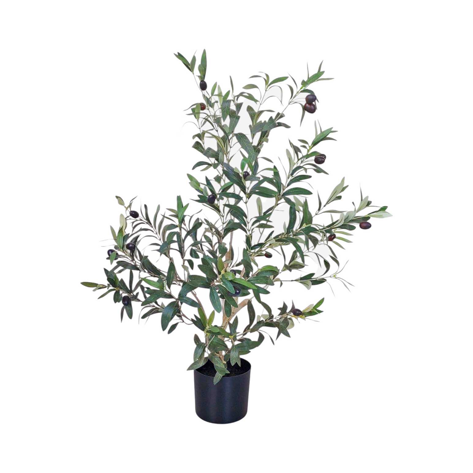 Alison's Acquisitions Olive Tree 80cms