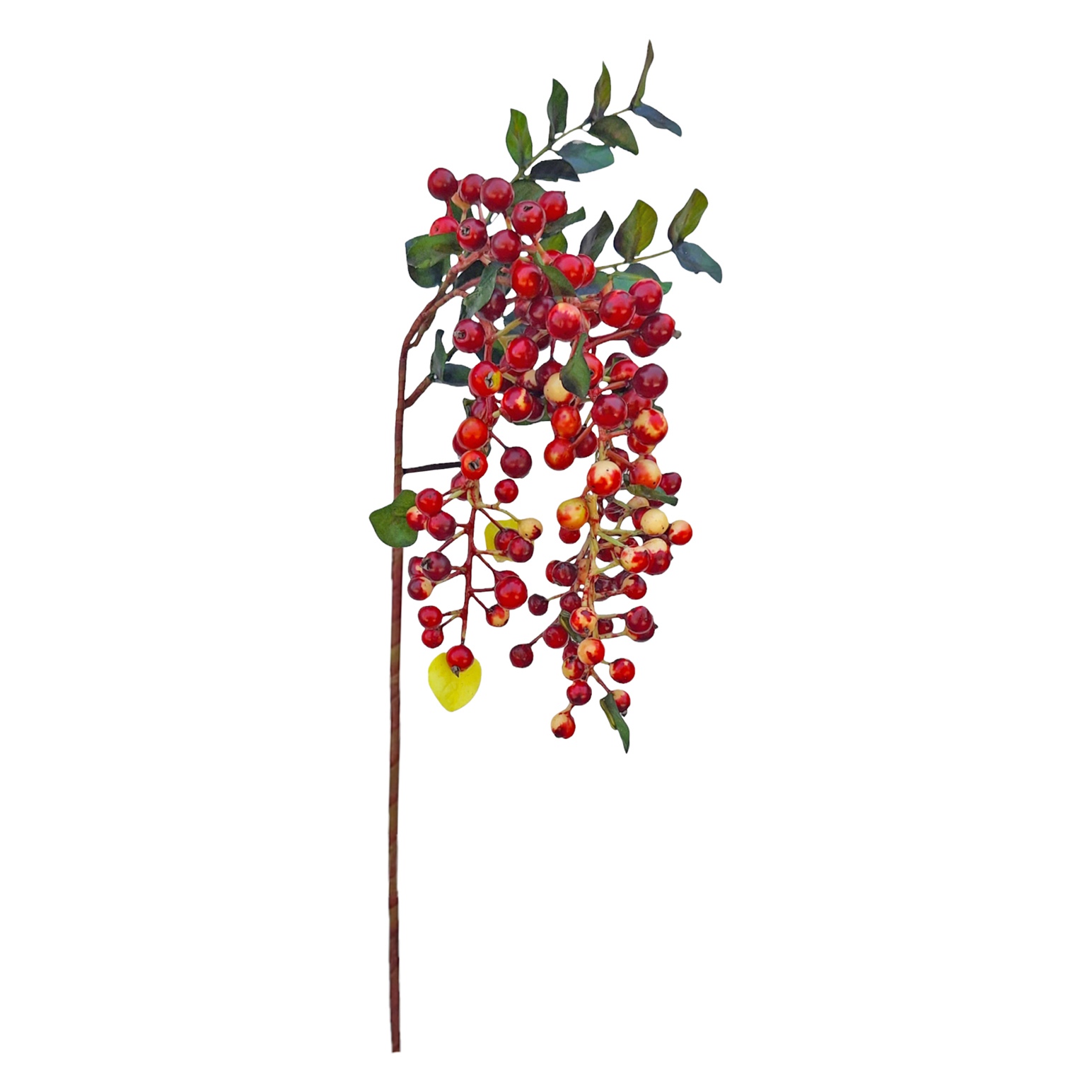 Native Hanging Berry Red 46cm