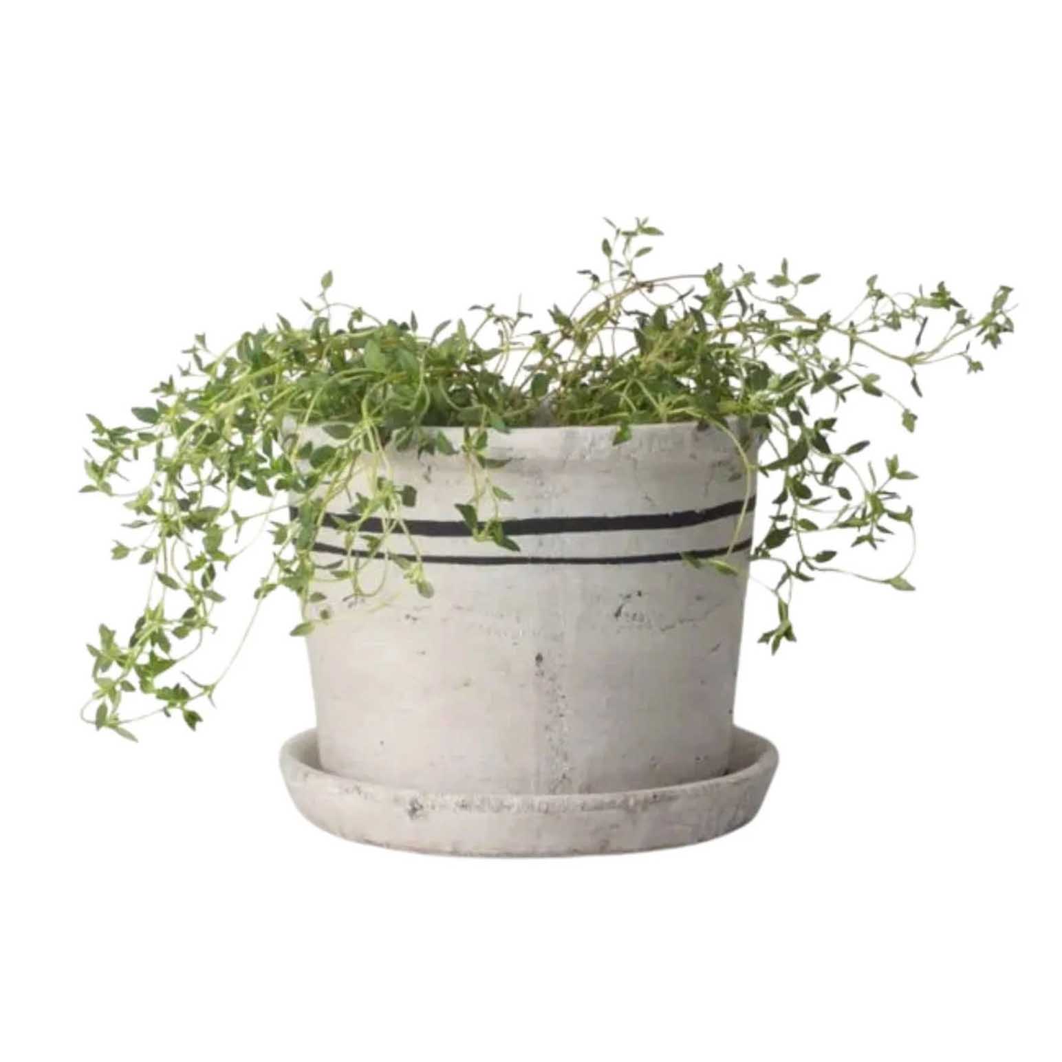 French Country Lisbon Herb Pot Small