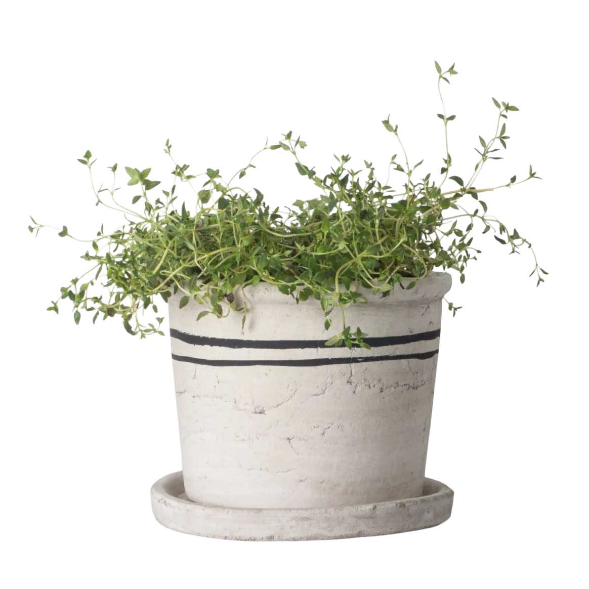 French Country Lisbon Herb Pot Medium